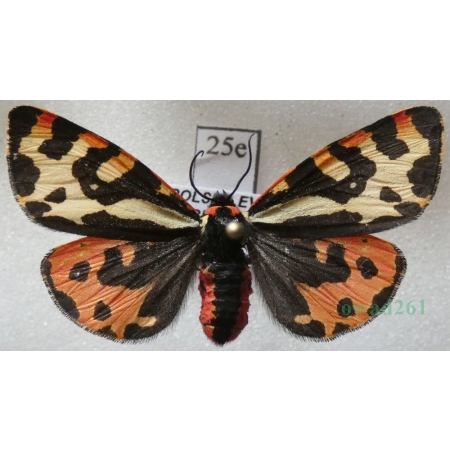 Parasemia plantaginis (Linnaeus, 1758) female Niedźwiedziówka babkówka, misiówka czwórka Poland25e